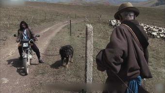 人杀藏獒视频在线观看,网络直播下的血腥一幕  第2张