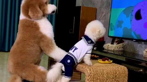 爆料奇葩狗狗视频在线观看,揭秘网络爆笑视频背后的萌宠瞬间  第3张